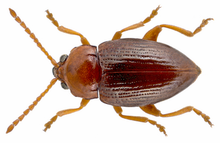 <i>Neocrepidodera obirensis</i> Species of beetle