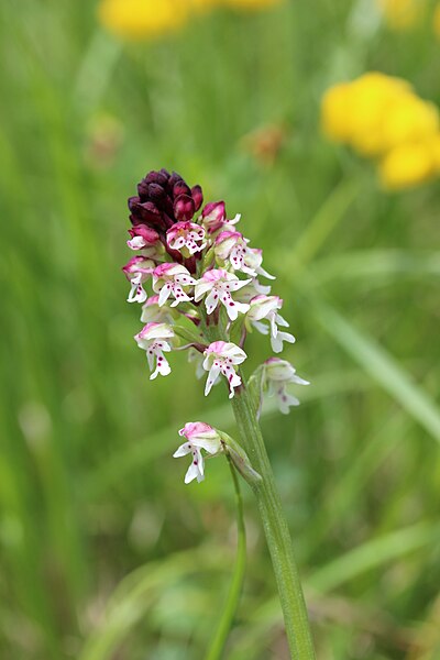 File:Neotinea ustulata Petit Saleve 12 05 2013 02.jpg