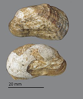 <span class="mw-page-title-main">Trapezidae</span>