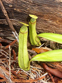 <i>Nepenthes albomarginata</i> species of plant