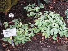 Nephthytis swainei - Berlin Botanical Garden - IMG 8683.JPG