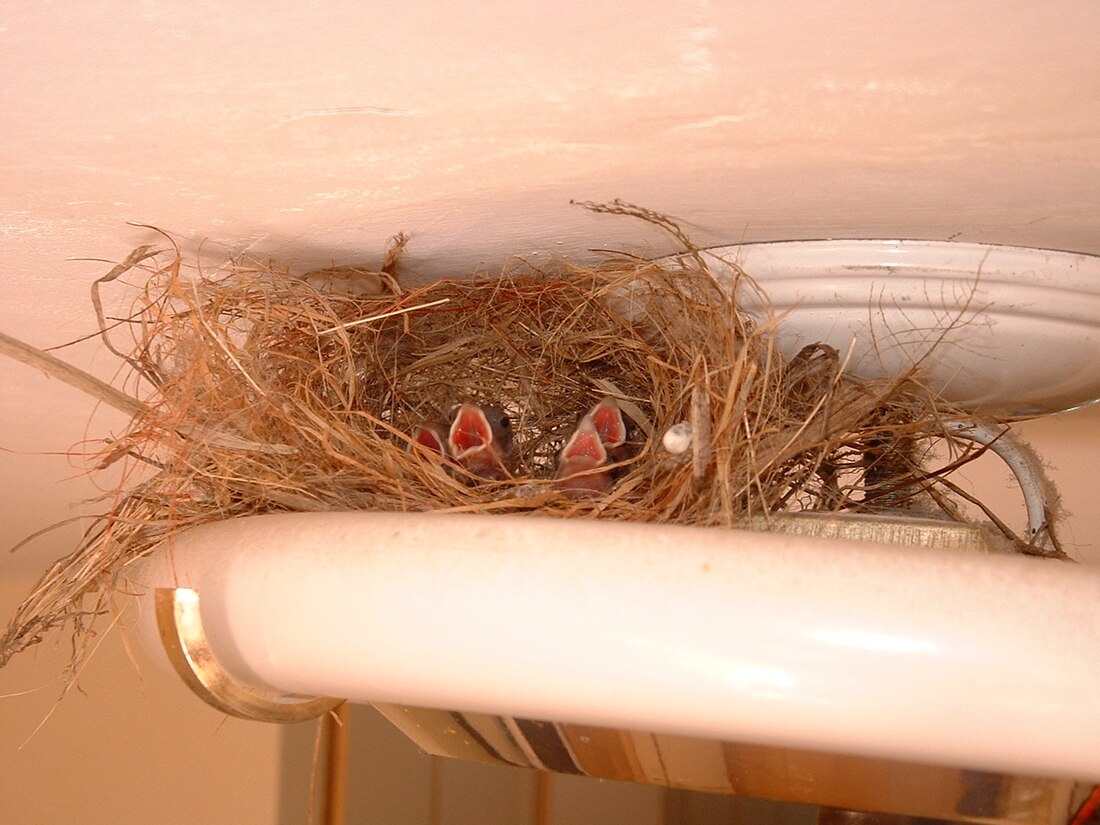 File:Nest lamp.jpg