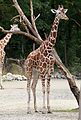 Netzgiraffe (Giraffa camelopardalis reticulata), Tierpark Hellabrunn, München