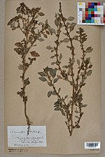 Невшательский гербарий - Amaranthus graecizans - NEU000004190.jpg