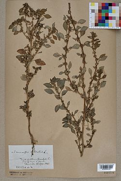 Neuchâtel Herbarium - Amaranthus graecizans - NEU000004190. jpg