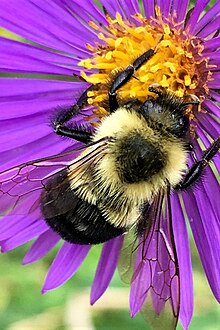 Close-up of a Symphyotrichum novae-angliae flower head with a yellow and black bumble bee in the center