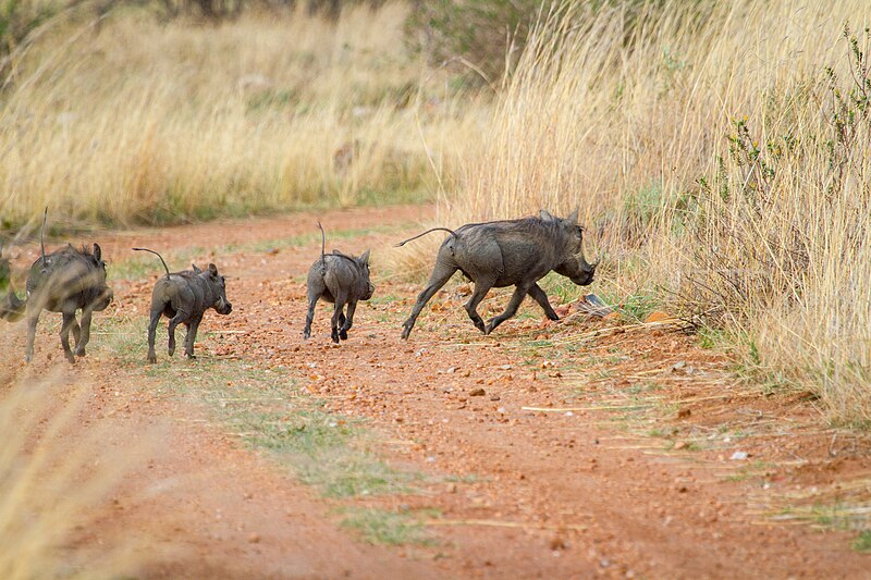 File:Nkomazi Game Reserve, South Africa (22626755556).jpg