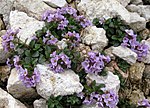 Noccaea rotundifolia, Dolomiti 2850m