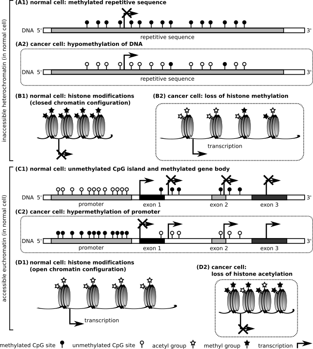 Группа транскрипции. Repeating sequence.