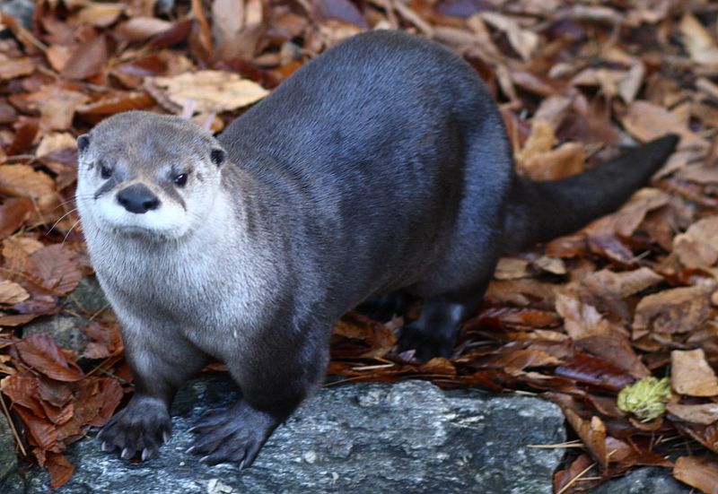 File:North American River Otter, Beardsley Zoo, 2009-11-06 (cropped).jpg