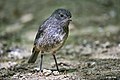 North Island Robin - Toutouwai (51694681967).jpg