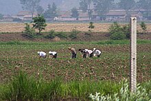 North Korean farmers in a field. North Korean farmers (2009).jpg