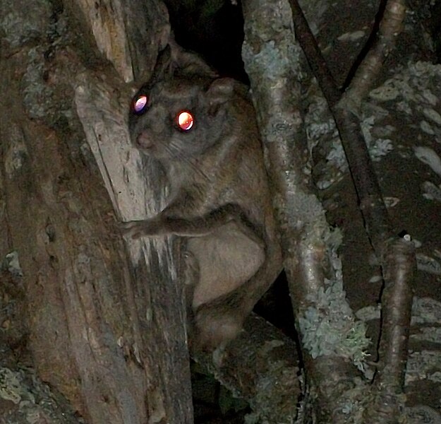 File:Northern Flying Squirrel.JPG