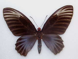 <i>Atrophaneura nox</i> Species of butterfly