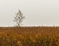 * Nomination Morning fog hangs over 'It Wikelslân. (Betula). Location, De Alde Feanen in Friesland. Famberhorst 05:40, 23 November 2015 (UTC) * Promotion Good quality. --Johann Jaritz 06:55, 23 November 2015 (UTC)