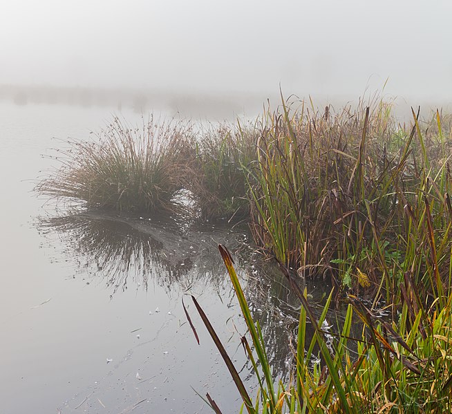 File:Ochtendmist hangt over 'It Wikelslân. Locatie, De Alde Feanen in Friesland 14.jpg