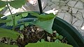 À l’origine de ma découverte : deux feuilles de Ginkgo biloba qui semblaient soudées entre elles. En les écartant un peu, j’ai vu quelque chose bouger.