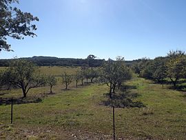 Olivový sad Bracalba Queensland.jpg