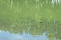 Poissons dans le bassin sous l’écluse[5]