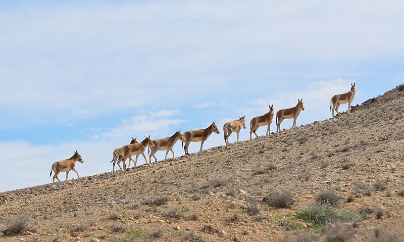 File:Onagers Negev Mountains 1a.jpg