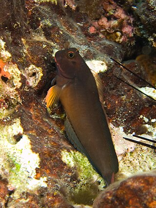 <i>Ophioblennius macclurei</i> Species of fish