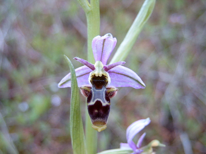 File:Ophrys scolopax.jpg
