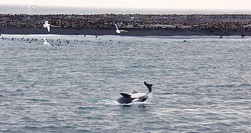 Косатка годує морського котика на острові Богослоф