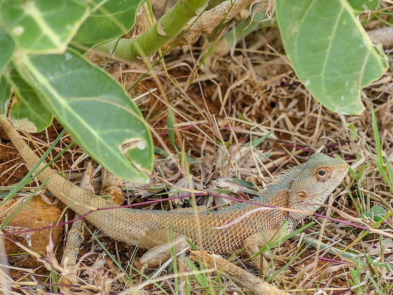 File:Oriental Garden Lizard (43206645424).jpg