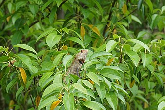 Oriental garden lizard (Calotes versicolor)