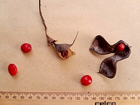 Seed pods and seeds