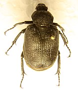 Osmoderma scabra