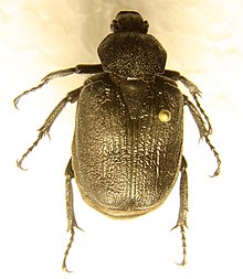 Osmoderma scabra