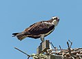* Nomination Osprey on a platform in Sandy Hook, New Jersey --Rhododendrites 02:39, 30 May 2021 (UTC) * Promotion  Support Good quality. --XRay 03:47, 30 May 2021 (UTC)