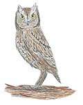 Thumbnail for Madeiran scops owl