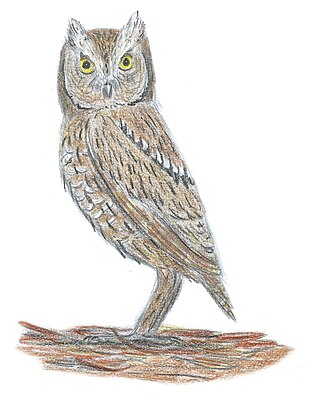 <span class="mw-page-title-main">Madeiran scops owl</span> Extinct species of bird