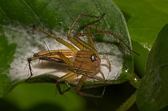 Oxyopes javanus