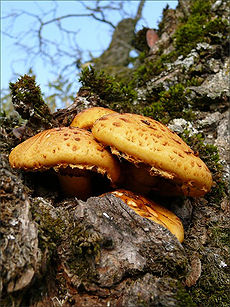 Lipnioji skujagalvė (Pholiota adiposa)