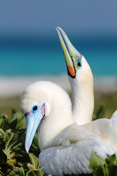 File:PMNM - Birds on French Frigate Shoals (27369203434).jpg
