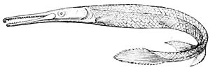 PSM V11 D548 Gar pike.jpg