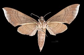 Revers de la femelle (coll.MHNT)