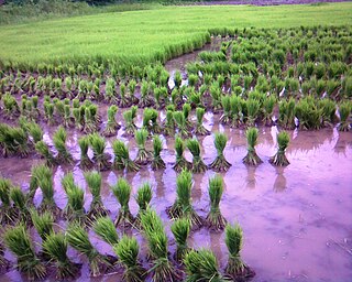 Karumalloor Village in Kerala, India