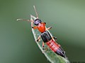 Paederus littoralis Gravenhorst, 1802