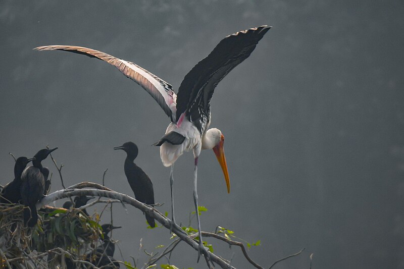 File:Painted Stork 26.jpg