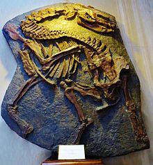 Squelette de Palaeotherium magnum 4.JPG