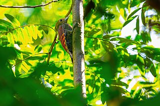 <span class="mw-page-title-main">Pale-headed woodpecker</span> Species of bird