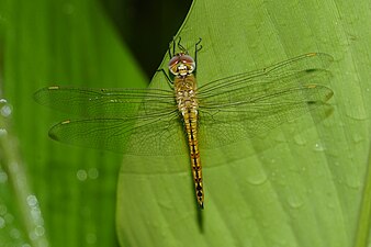 Globe Skimmer / Wandering Glider Pantala flavescens,