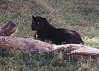 South American jaguar - Wikipedia