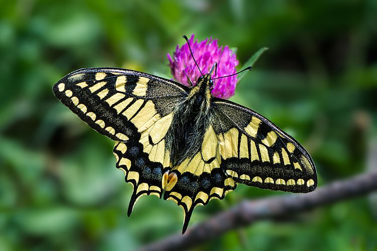 Махаон (Papilio machaon)