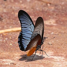 P. zalmoxis fotografado no Gabão.