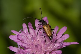 Stictoleptura maculicornis